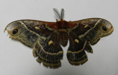 Hyalophora columbia