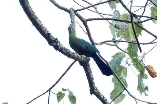 Black-billed Turaco