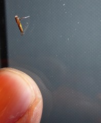 Caloptilia azaleella