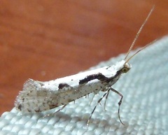 Rhigognostis interrupta