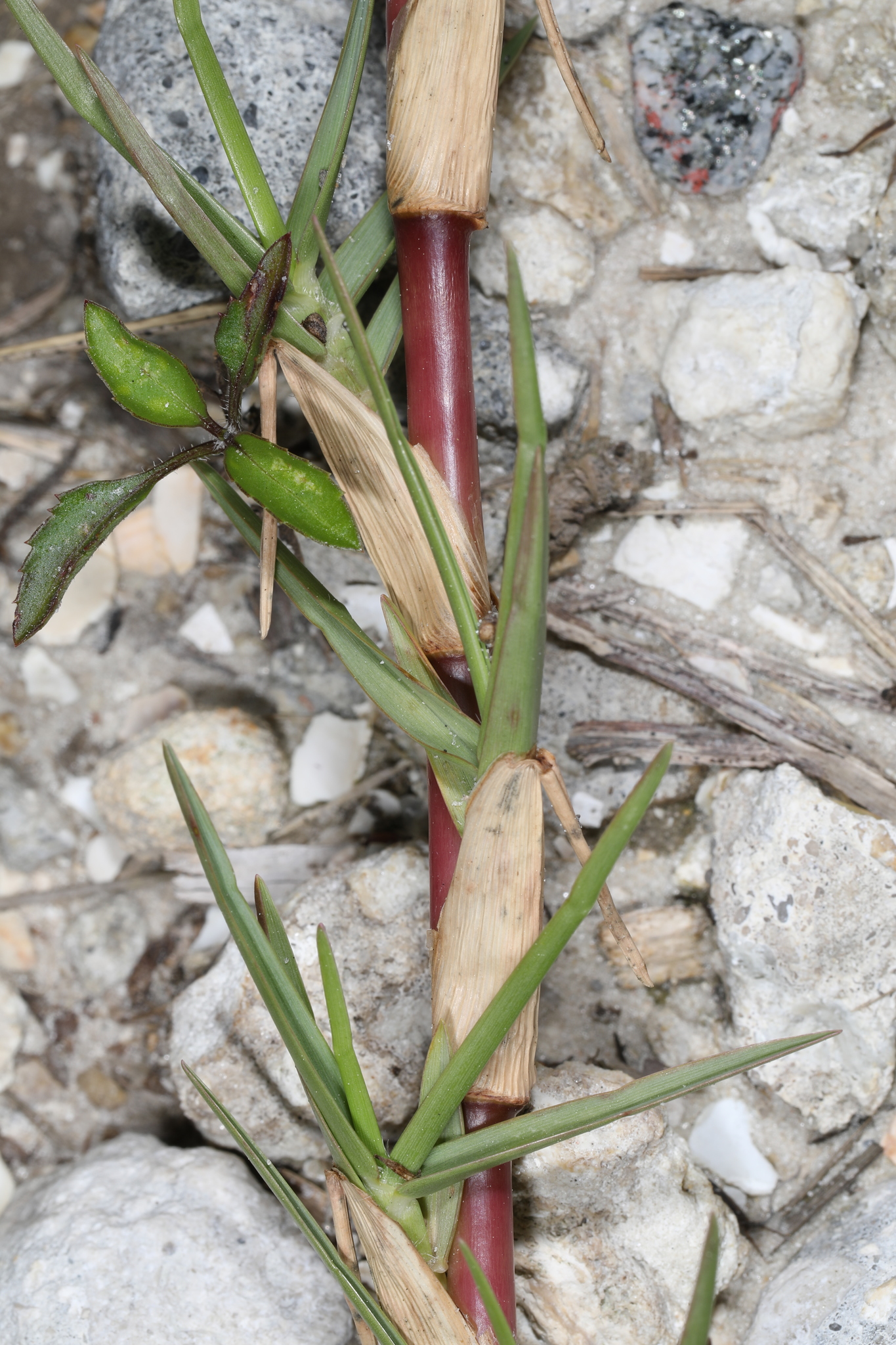 Axonopus furcatus