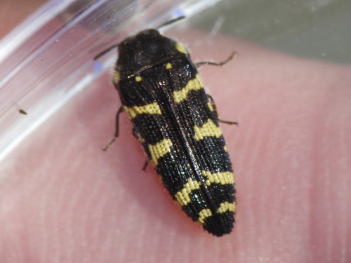 Acmaeodera macra photo 5