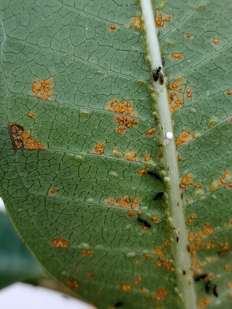 frangipani rust from Q5RG+VGX, Avarua, Cook Islands on September 12