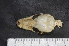 Nyctinomops macrotis