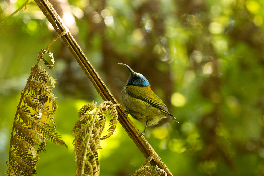 Blue-headed Sunbird
