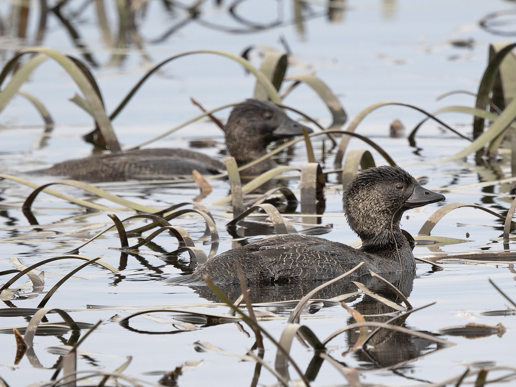 musk-duck-from-oatlands-tas-7120-australia-on-september-13-2023-at-12