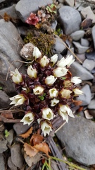 Gentianella filipes