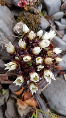 Gentianella filipes