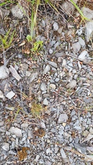 Gentianella filipes