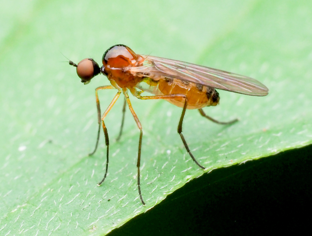 Ocydromia glabricula