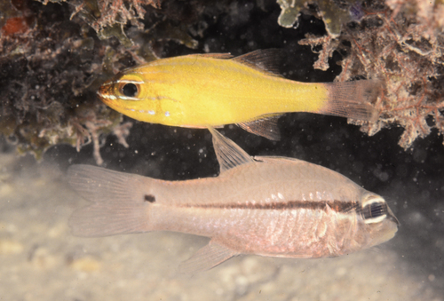 Pristiapogon exostigma