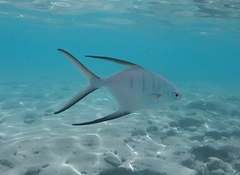 Trachinotus goodei