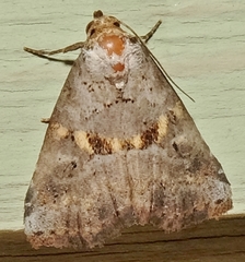 Hyperstrotia flaviguttata