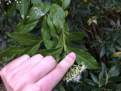 Viburnum costaricanum