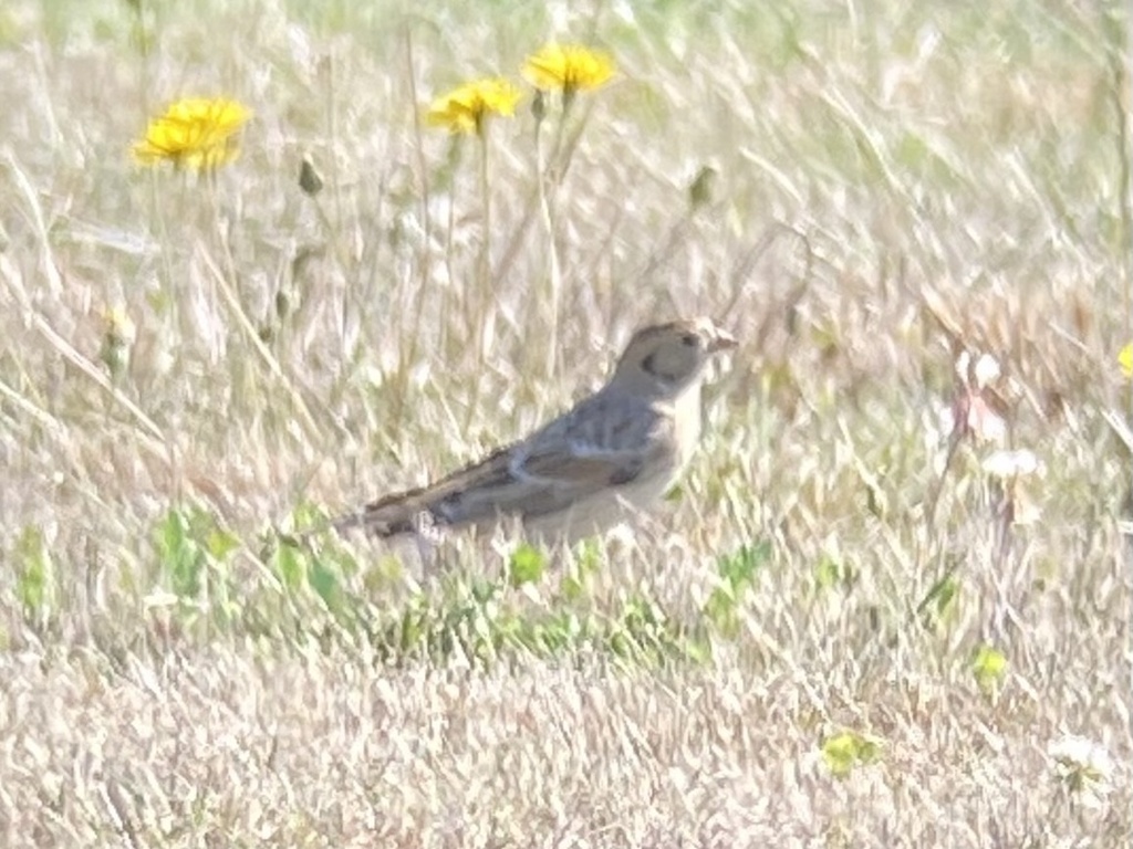 Alaska Longspur