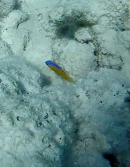Stegastes leucostictus
