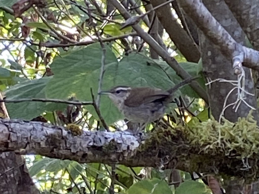 Northern Bewicks Wren