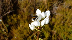 Gentianella impressinervia