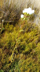 Gentianella impressinervia