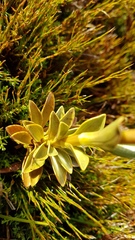 Gentianella impressinervia