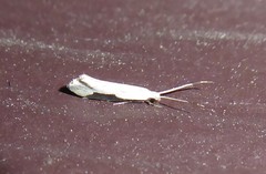 Sagephora phortegella