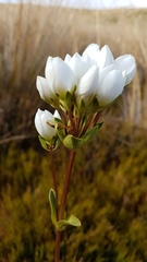 Gentianella impressinervia