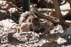 Sigmodon arizonae