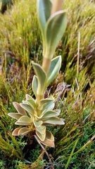 Gentianella impressinervia
