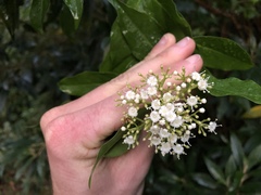 Viburnum costaricanum