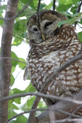 Strix occidentalis lucida
