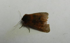 Phragmatobia assimilans