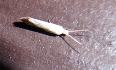 Sagephora phortegella