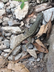 Sceloporus parvus