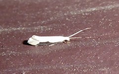 Sagephora phortegella