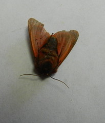 Phragmatobia assimilans