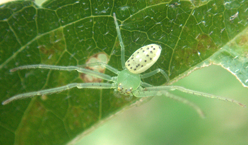Misumenops rapaensis