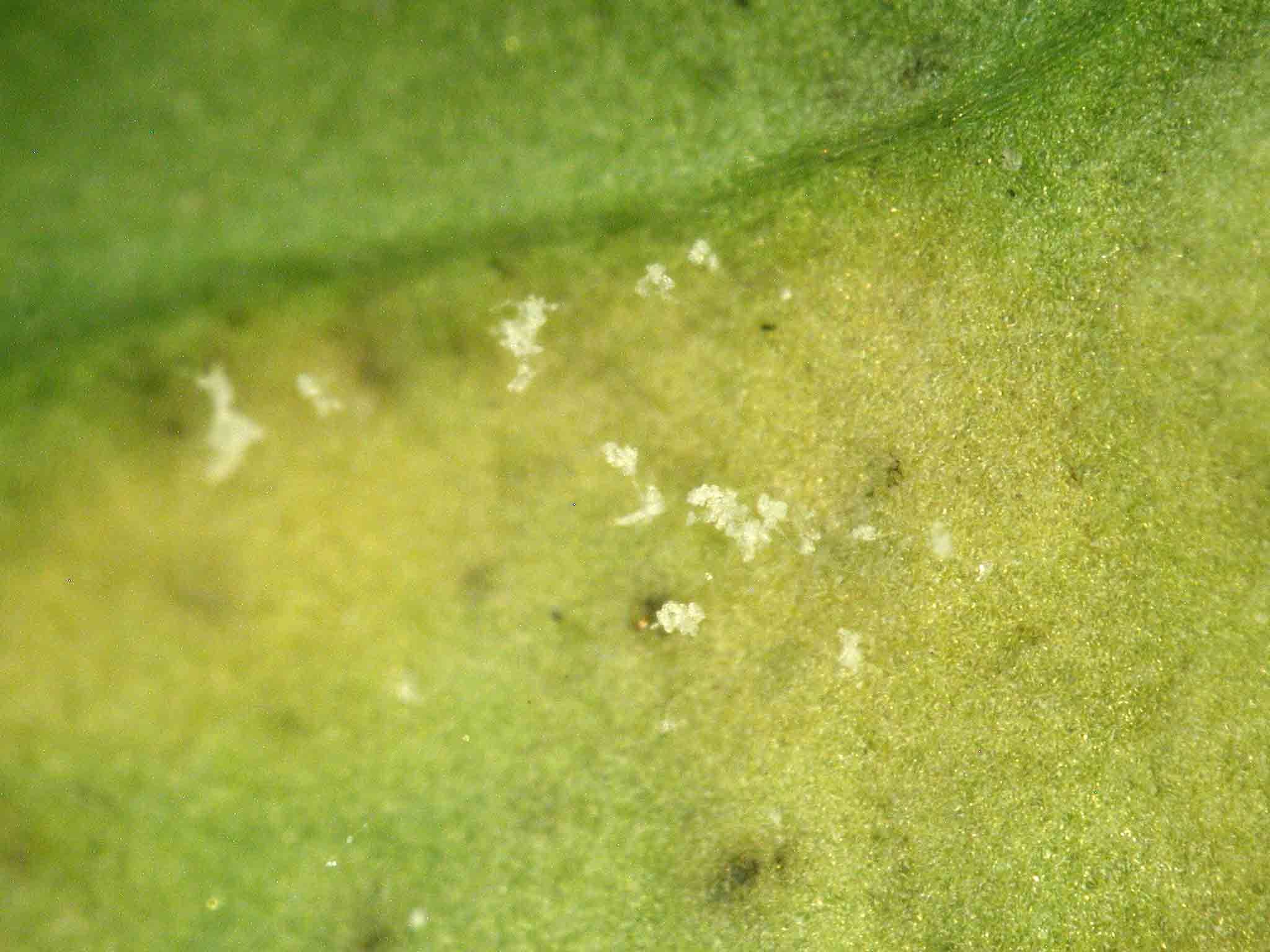 Hyaloperonospora brassicae (Gäum.) Göker, Voglmayr, Riethm., Weiss & Oberw.