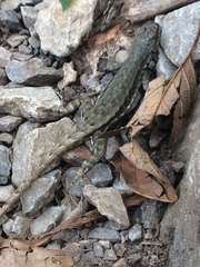 Sceloporus parvus