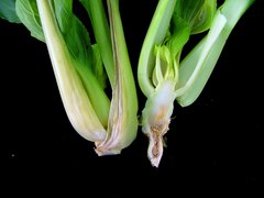 Fusarium oxysporum