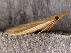 Peoria gematella