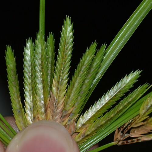 Cyperus compressus observed 2023-09-16