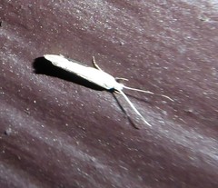 Sagephora phortegella