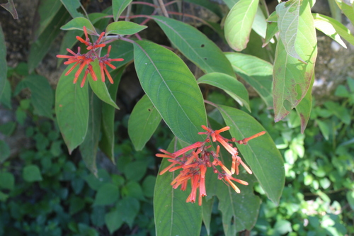 Hamelia patens