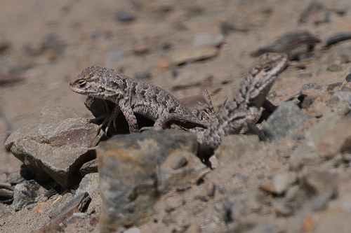Liolaemus multiformis