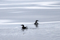 Synthliboramphus craveri