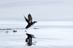 Synthliboramphus craveri