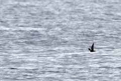 Hydrobates microsoma