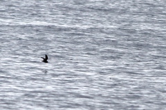 Hydrobates microsoma
