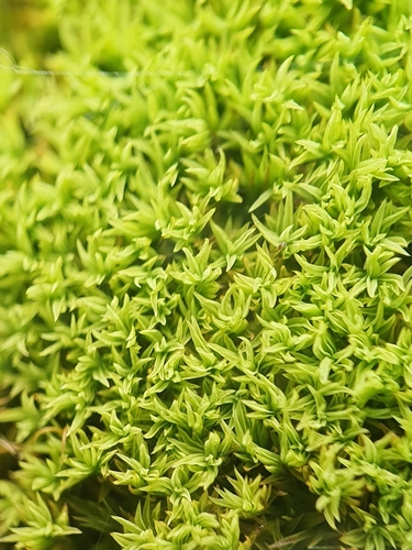 Anoectangium aestivum