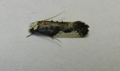 Monopis monachella